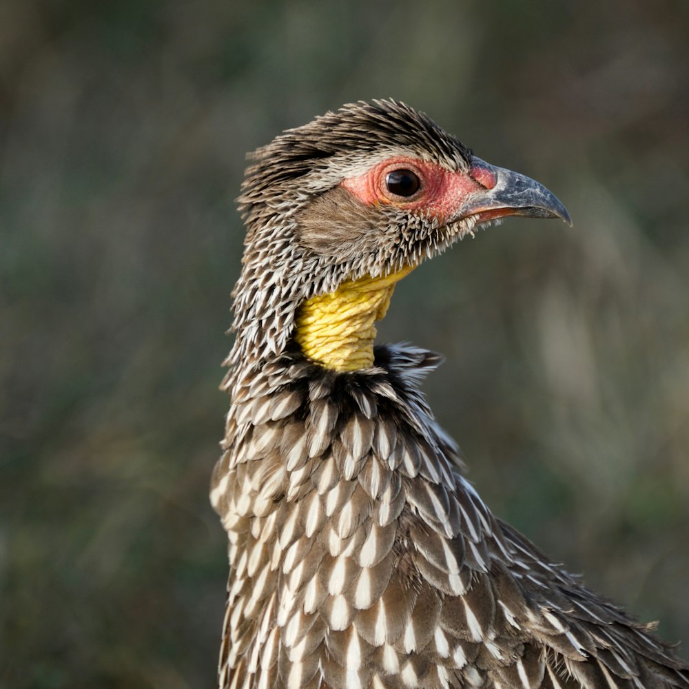 selected-focus photography black feathered bird