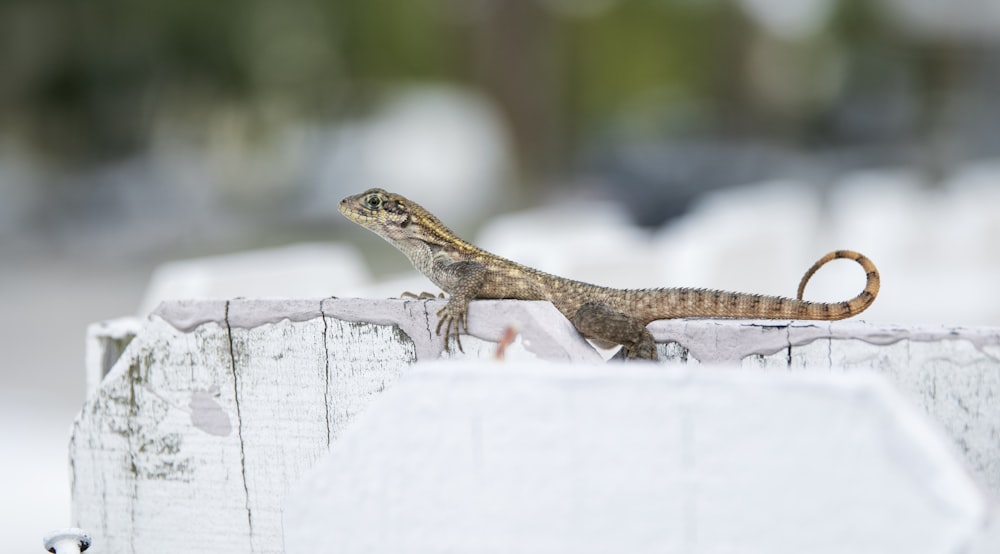 brown lizard