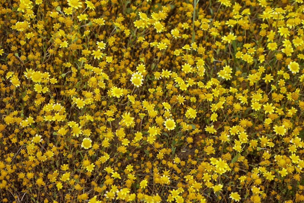 yellow petaled flowers