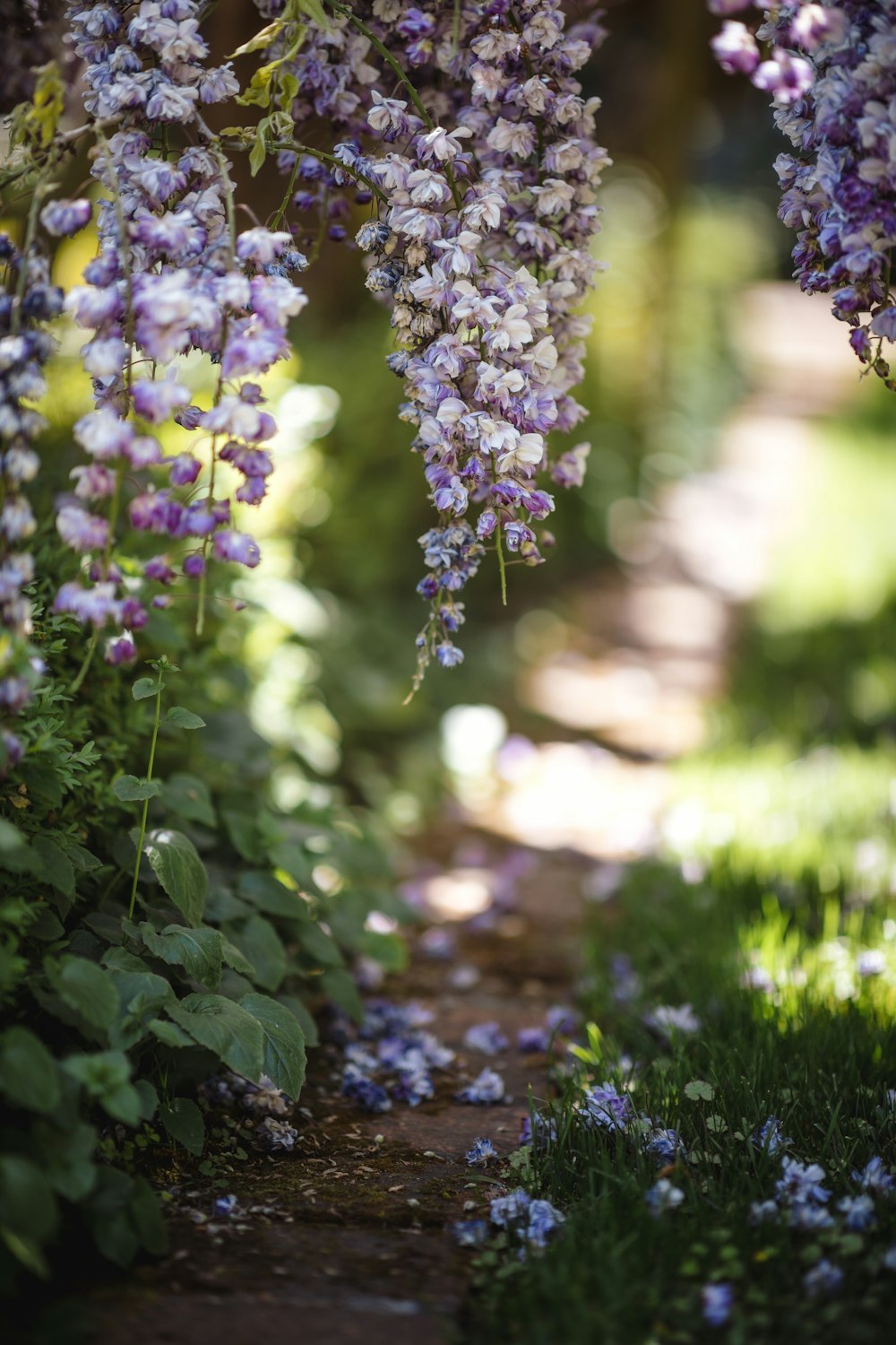 purple-petaled flowers