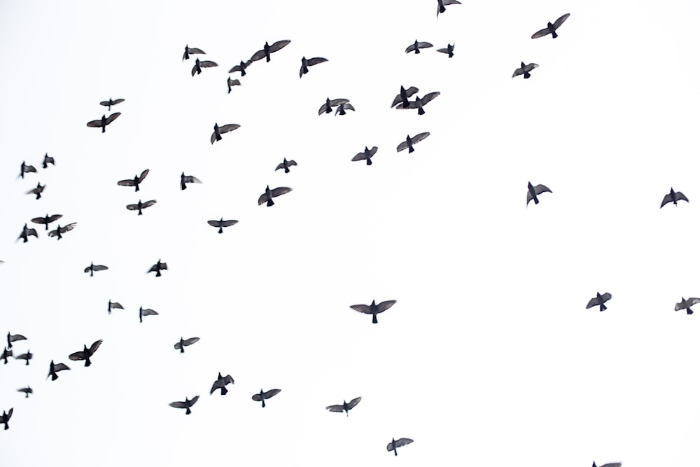 flock of birds