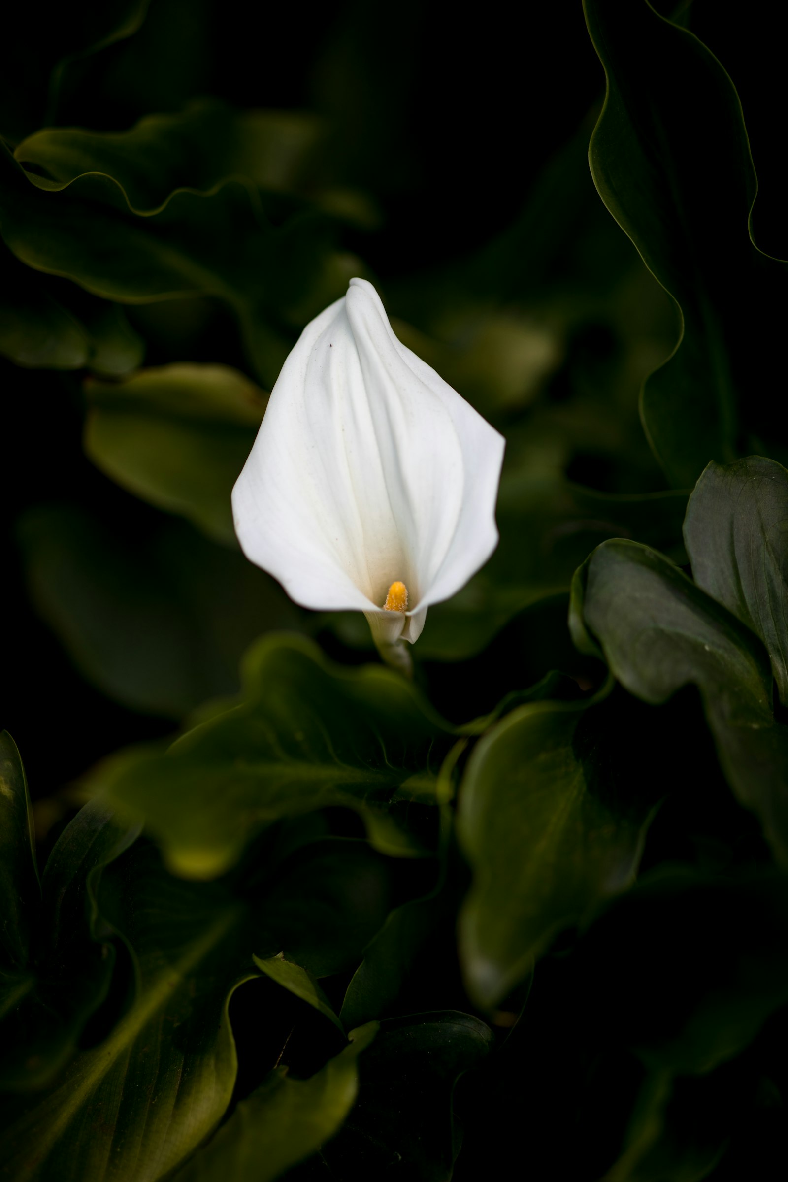 Canon EF 85mm F1.4L IS USM sample photo. White petaled flower photography