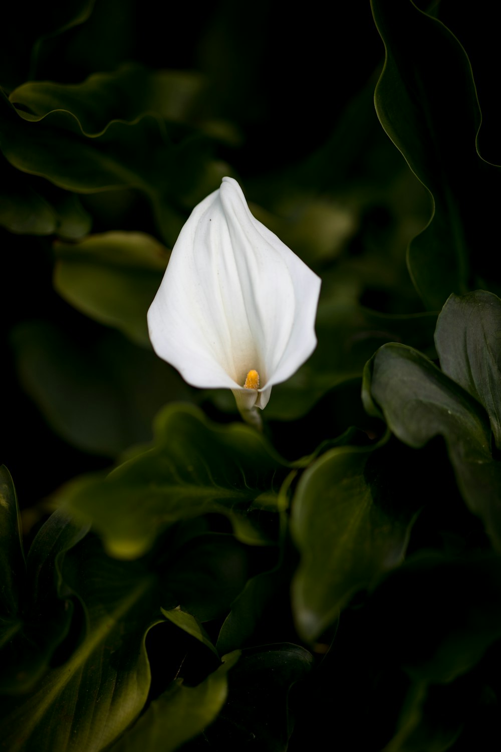 white petaled flower