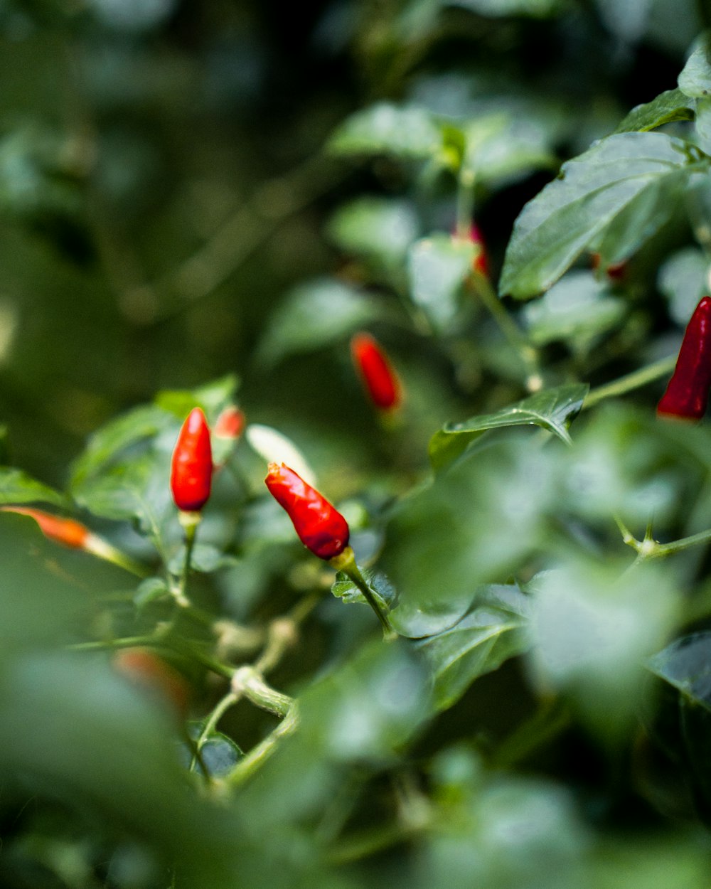 red chili