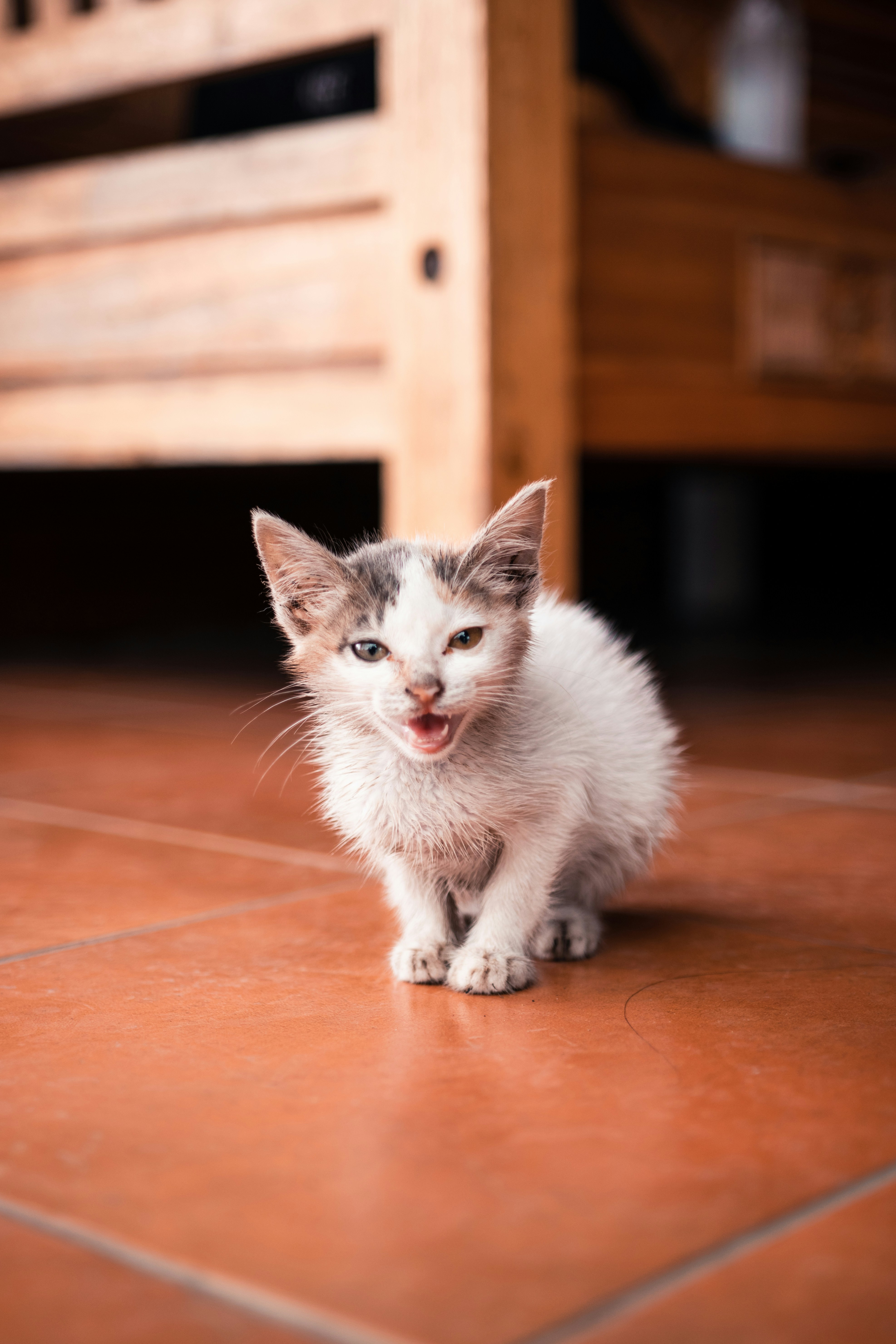 Cute Cats Pictures Download Free Images on Unsplash