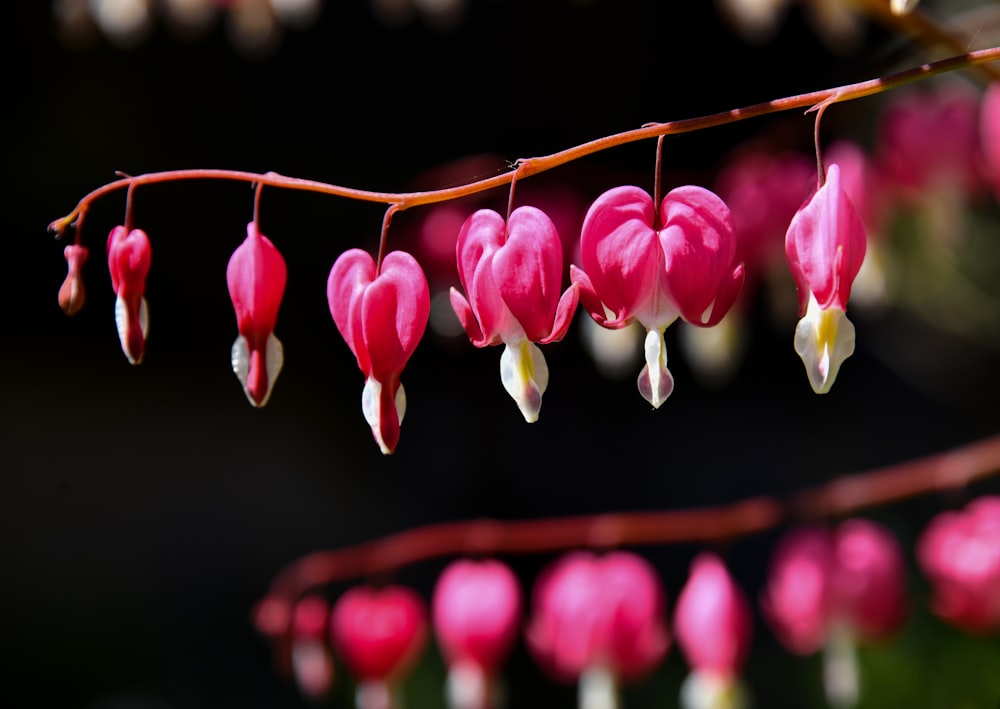 closeup photography of bleeding hearts flower