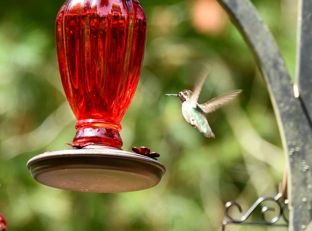 grey hummingbird near bird drinker