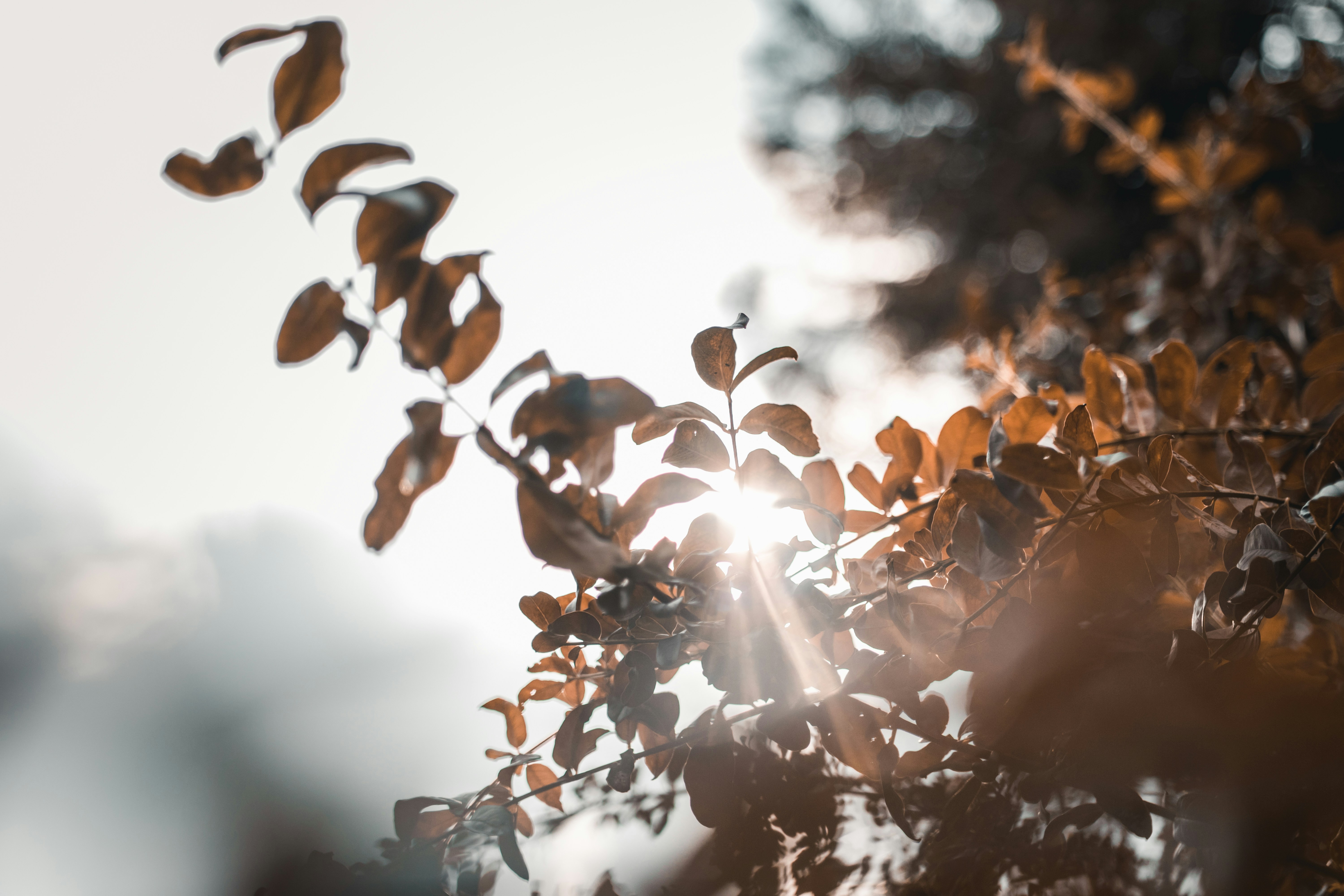 华为小天鹅音箱评测，颜值与实力并存的桌面音乐新宠