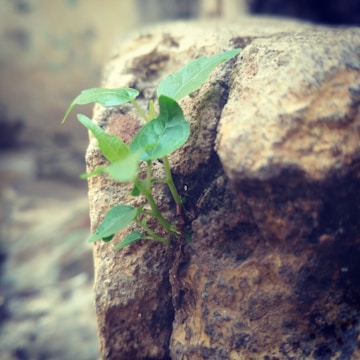 A small plant with green leaves is emerging from a crevice between rough, brown textured stones. The background is blurred, emphasizing the plant's growth and resilience.