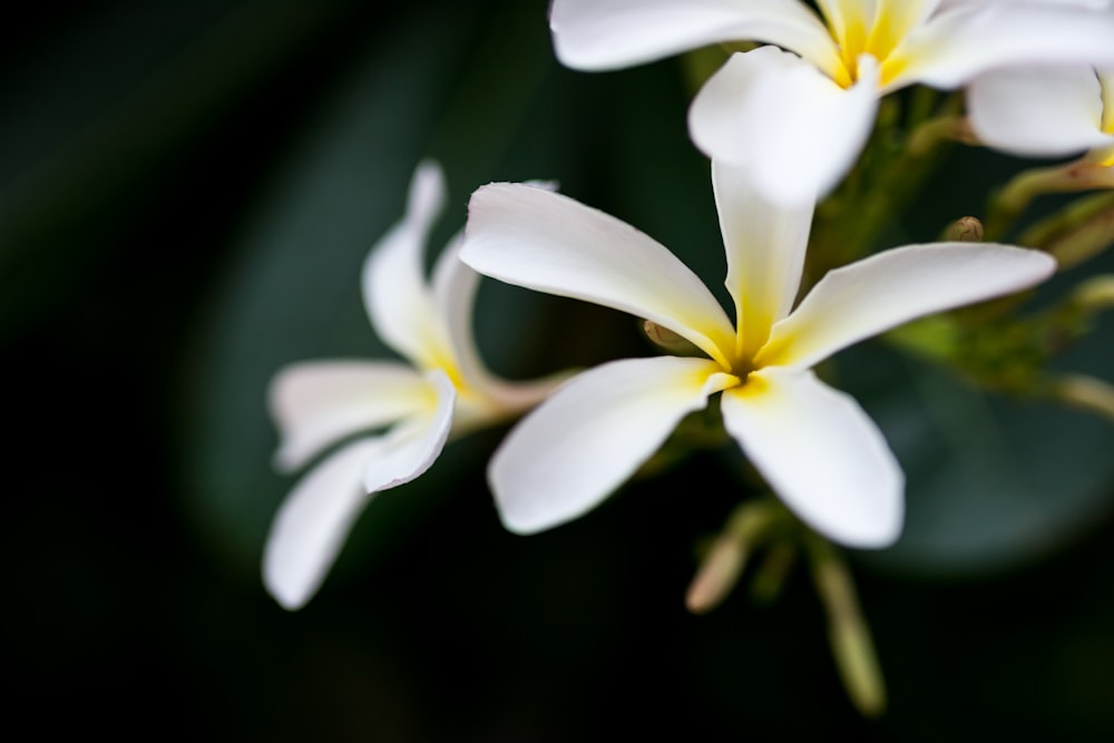 白い蘭の花