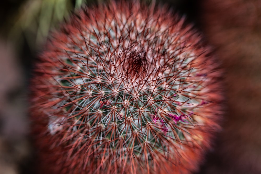 shallow focus photo of red flower