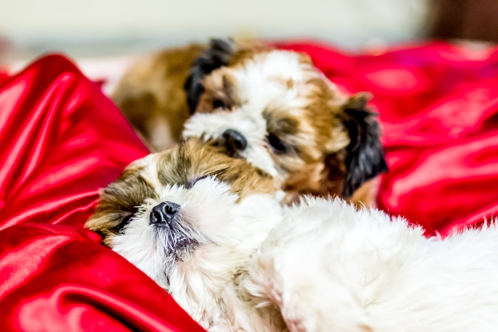 shallow focus photo of white and brown shih tzu puppies