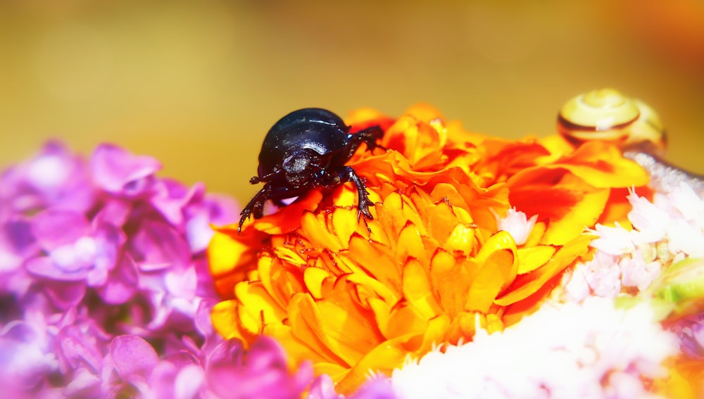 black beetle on yellow chrysanthemum flower