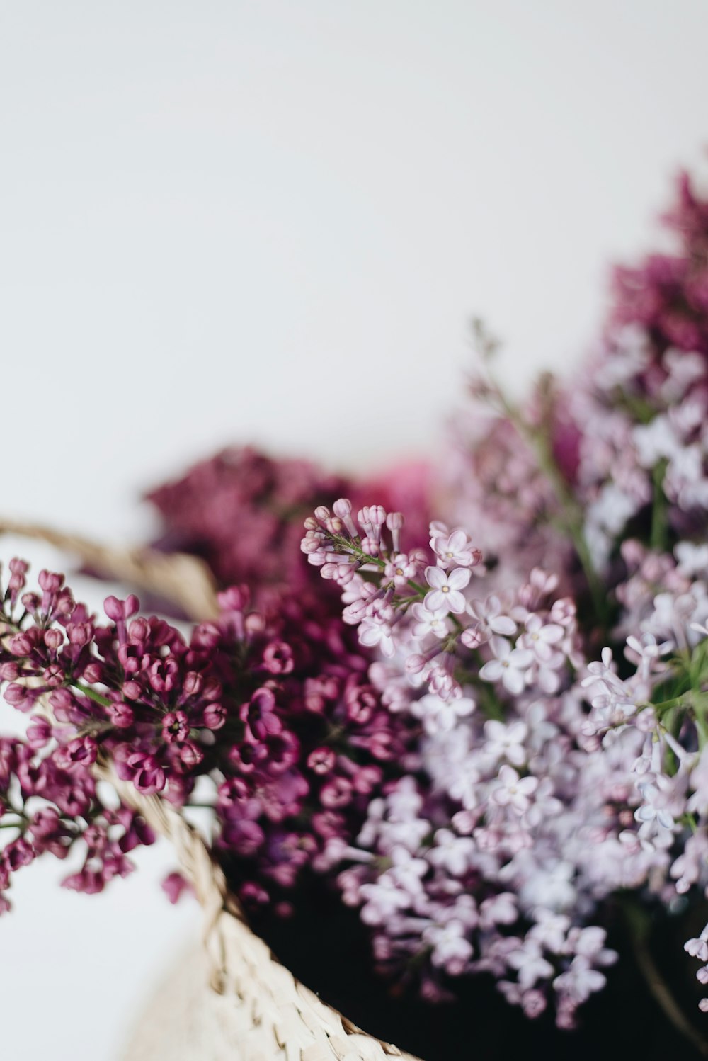 pink-petaled flowers