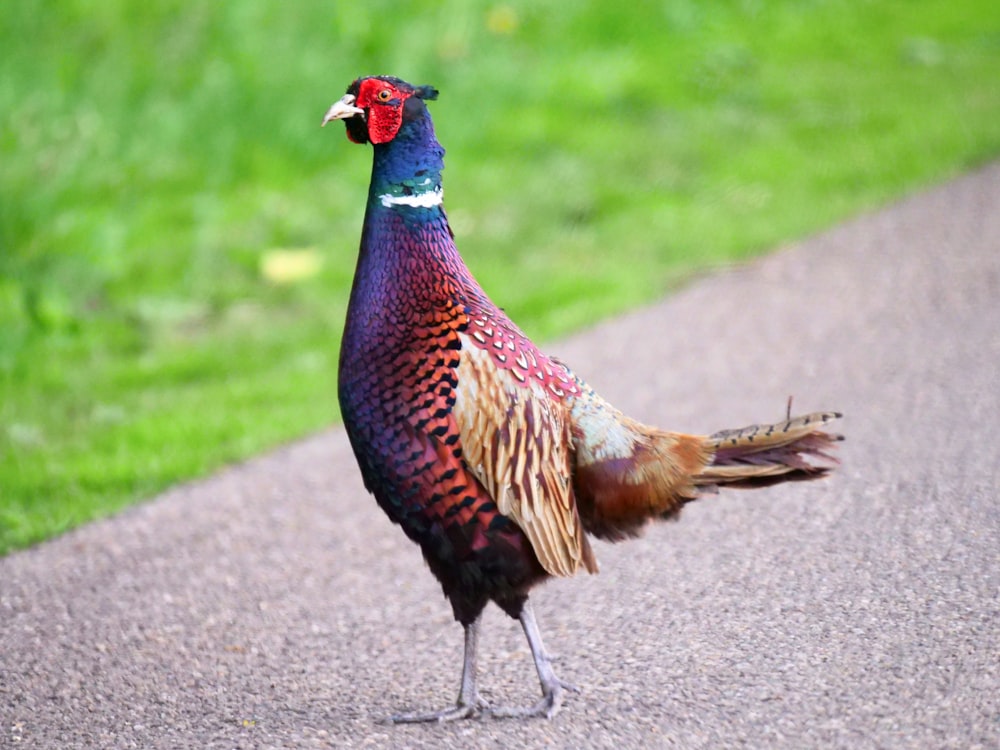 緑の野原の近くの赤と青の小さなくちばしの鳥