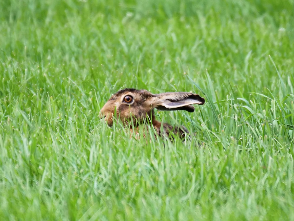 brown rabbit in grass