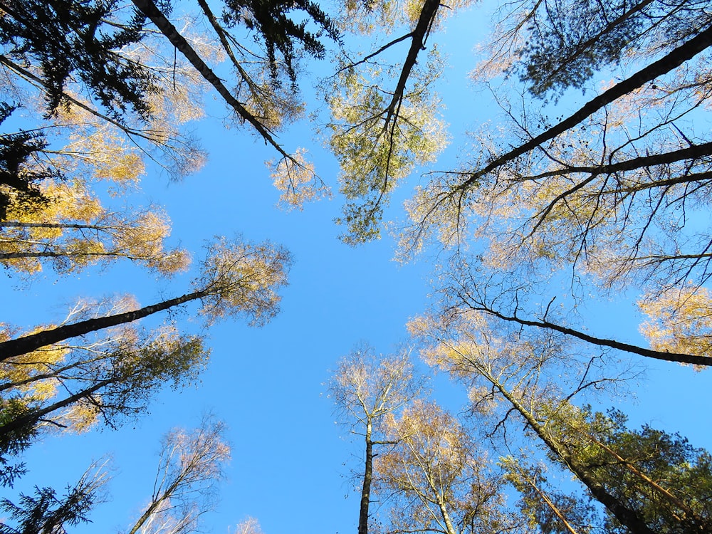 photo en contre-plongée d’arbres