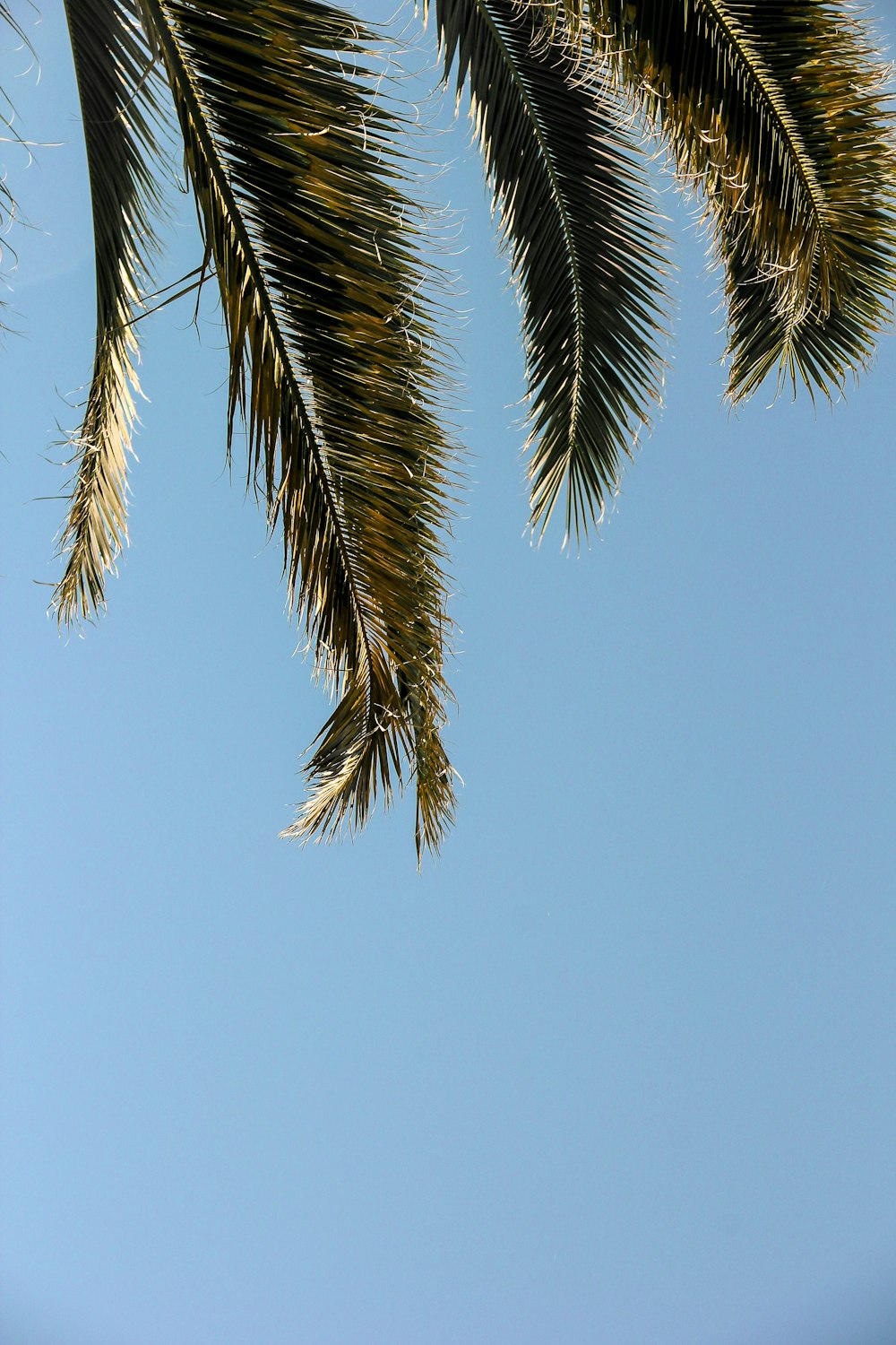 coconut trees