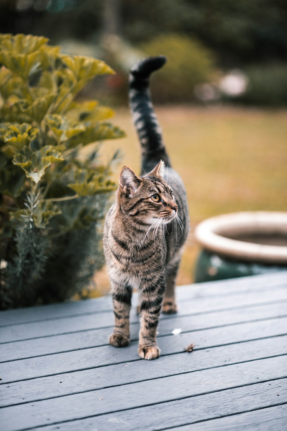 テーブルの上の茶色のぶち猫