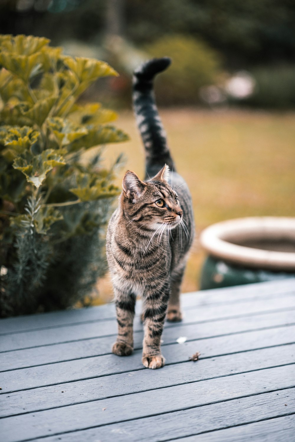 brown tabby cat on table