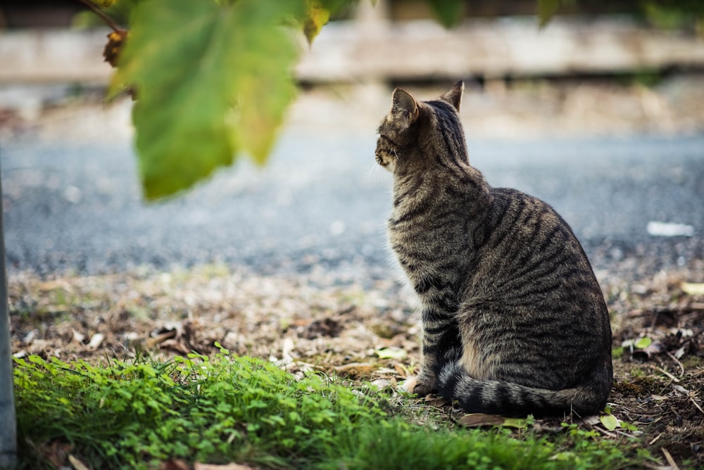 short-fur gray cat beside body of water