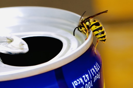 bee on top of tin can