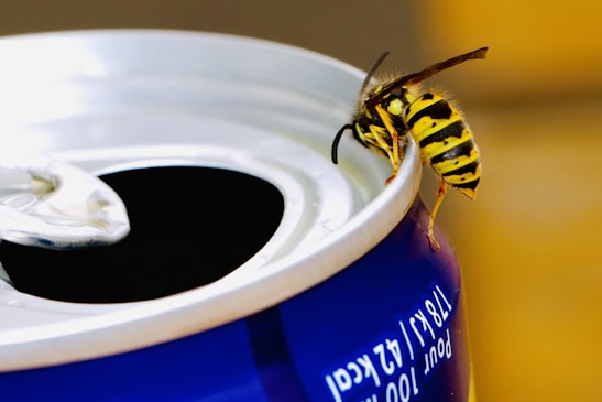 bee on top of tin can