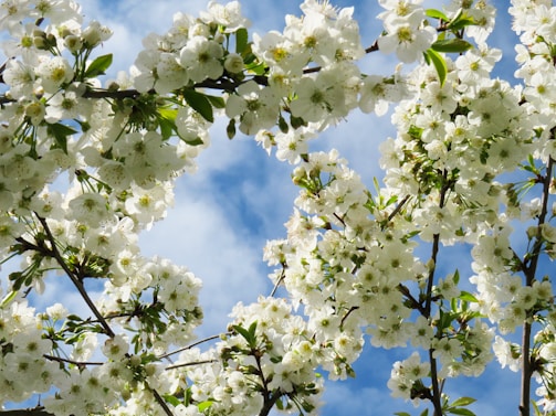 Branches of a tree adorned with clusters of white flowers set against a bright blue sky.