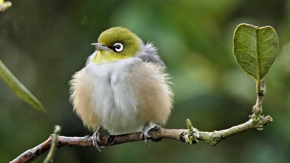 white and green bird on tree branch