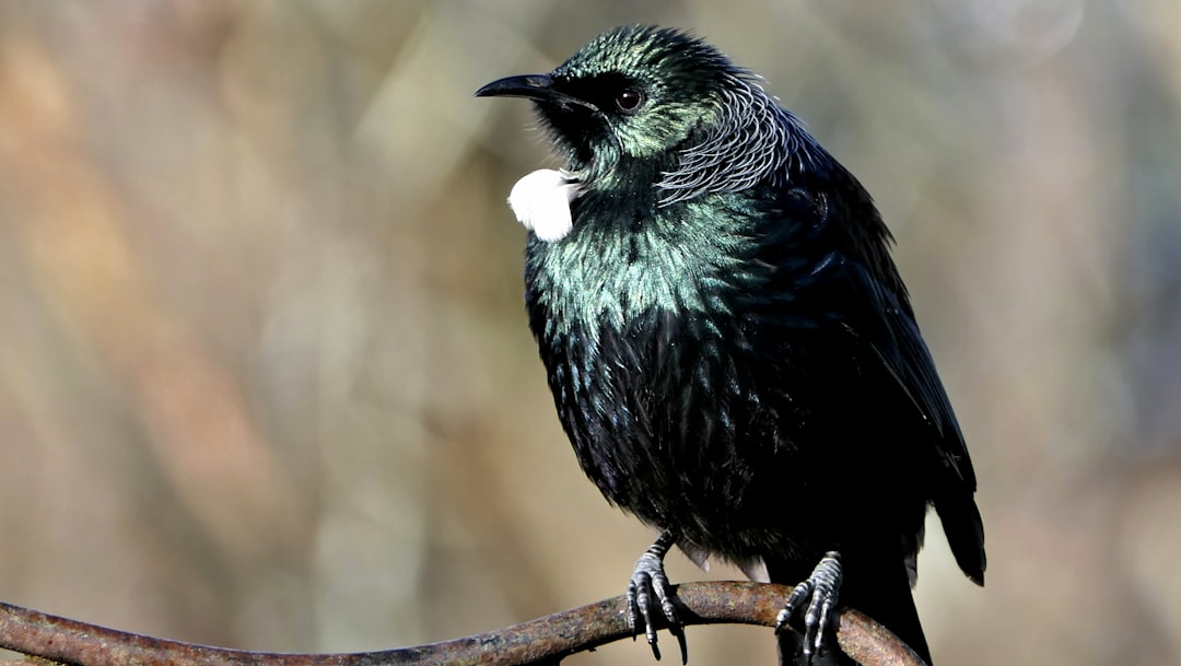 black bird,