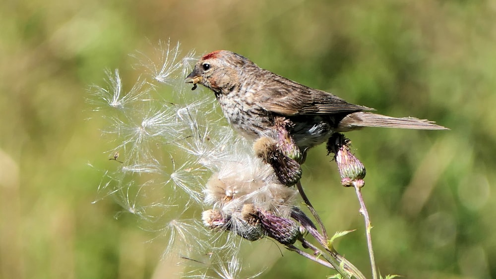 selective focus photo of bird