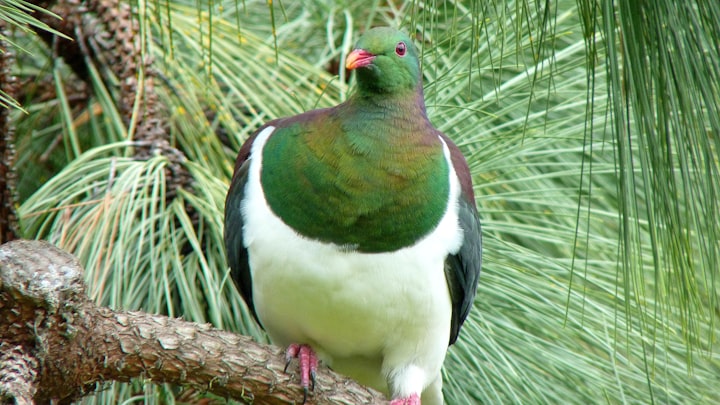 "New Zealand Wood Pigeon, the "Drunkard of Birds