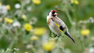 white and brown bird
