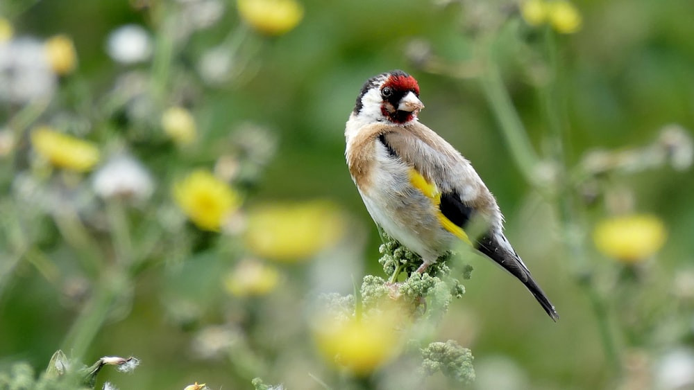 white and brown bird