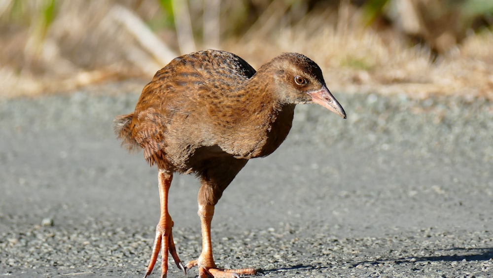 pájaro gris y negro durante el día