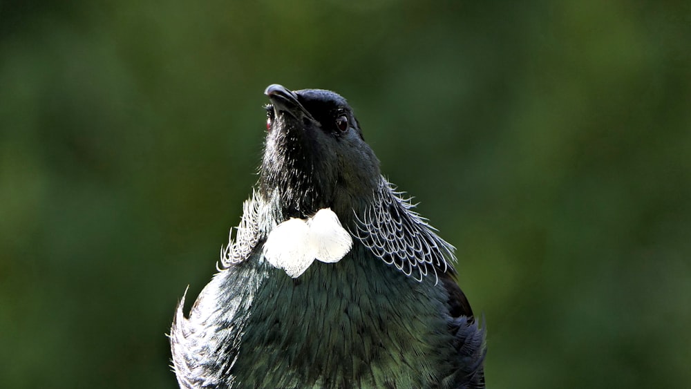 Schwarzer Vogel