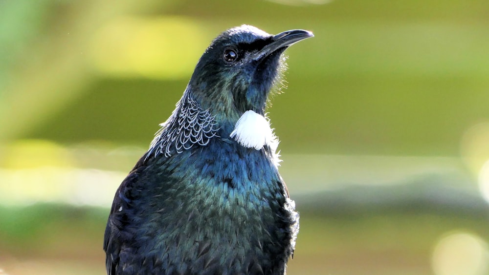 Schwarzer Vogel