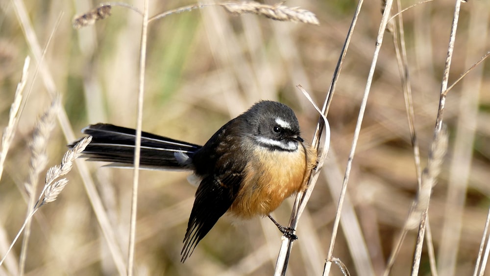 brown and black bird