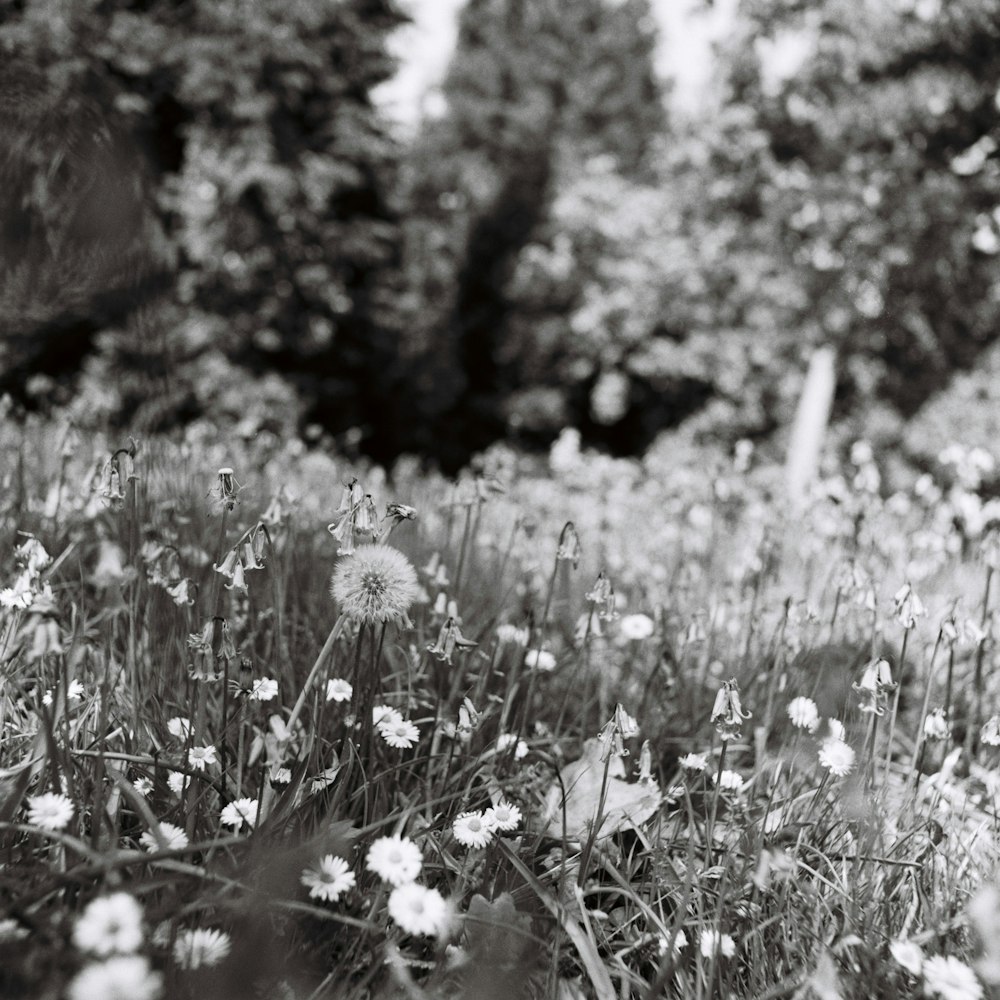 grayscale photo of flowers