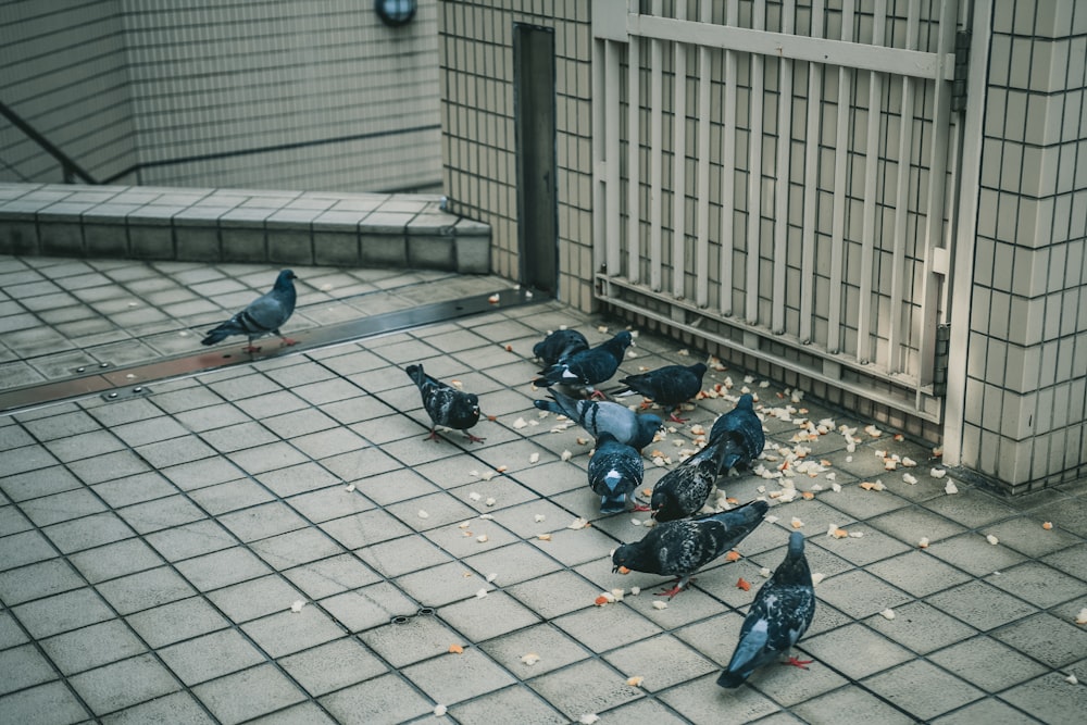 birds eating on tiled floor