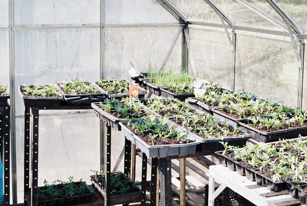 green leafed plants