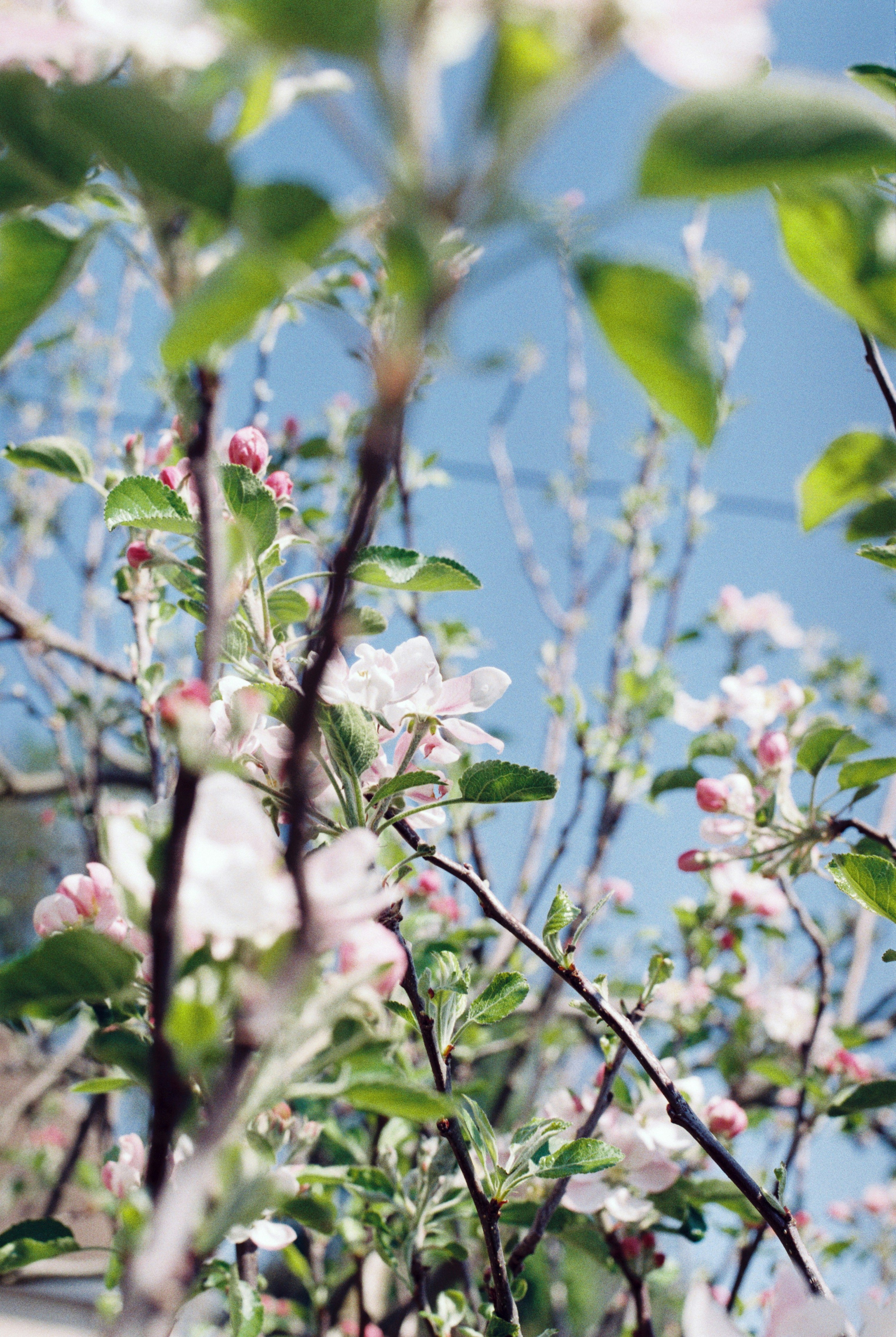 白い花木の写真 Unsplashで見つける工場の無料写真