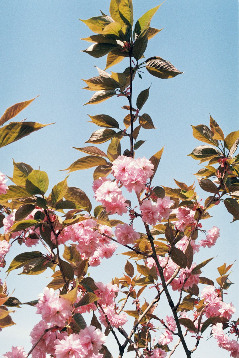 pink petaled flowers