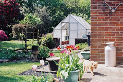 A well-maintained garden area featuring a greenhouse in the background, surrounded by vibrant greenery and colorful tulips in the foreground. A small dog is walking on a paved path beside a brick wall with a metal canister nearby. The lush environment suggests it's springtime, with various plants and flowers flourishing.