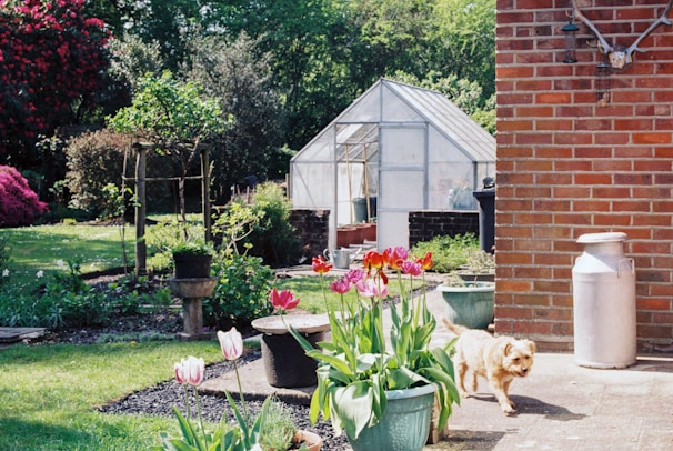 A well-maintained garden area featuring a greenhouse in the background, surrounded by vibrant greenery and colorful tulips in the foreground. A small dog is walking on a paved path beside a brick wall with a metal canister nearby. The lush environment suggests it's springtime, with various plants and flowers flourishing.