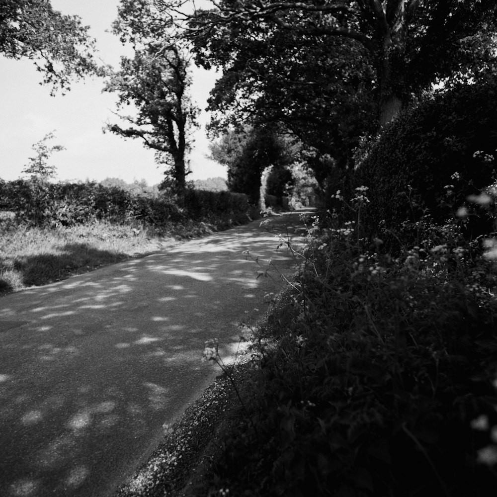 grayscale photo of street between forest