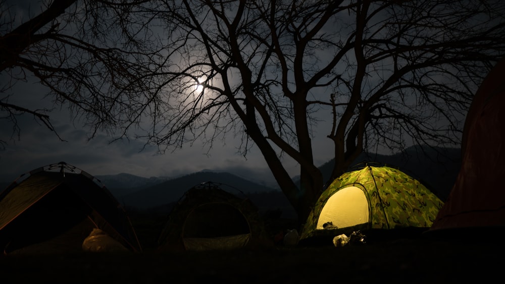 four dome tents beside bare tree during nighttime