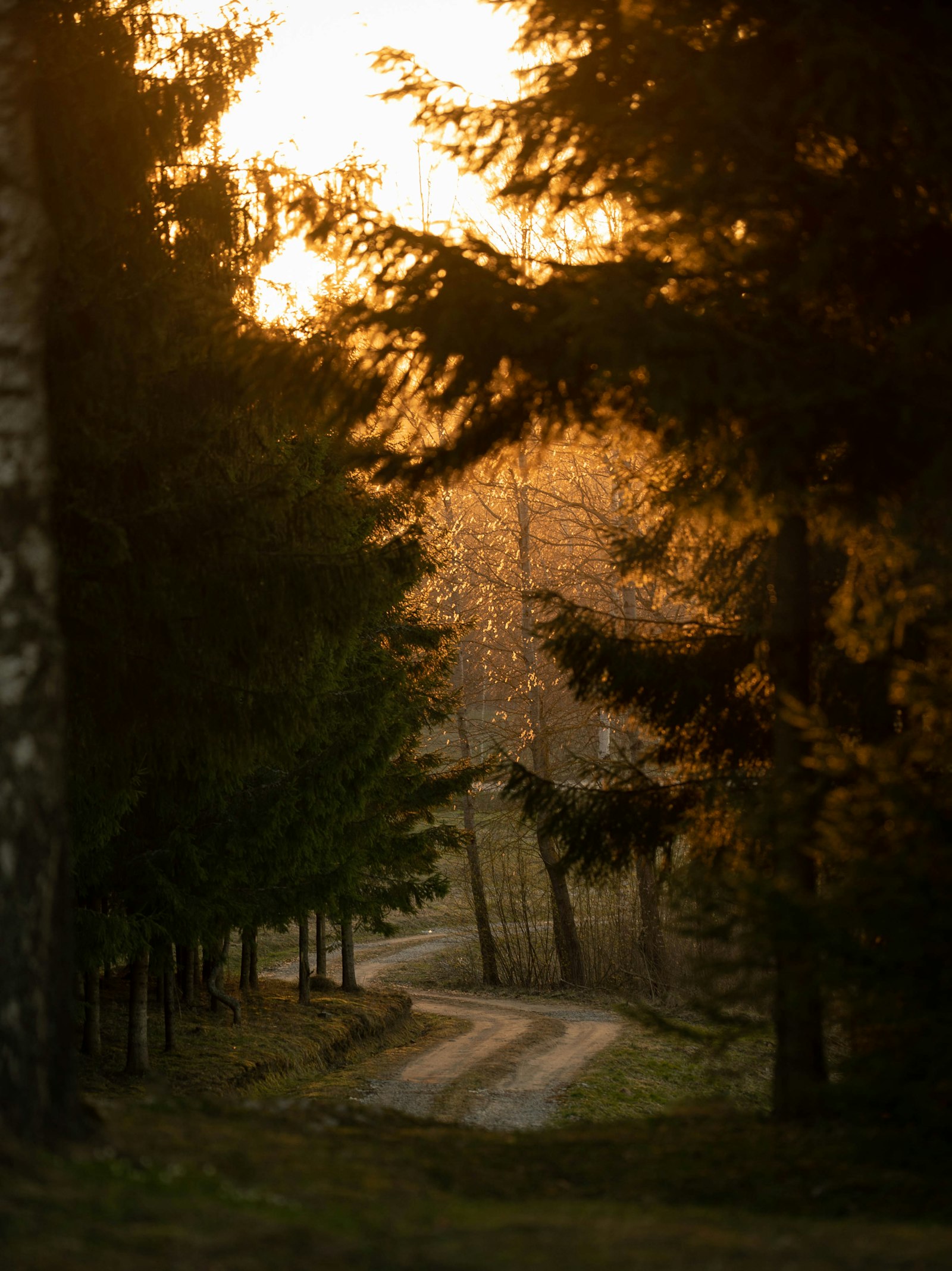 Sony a7S II + Sony FE 70-200mm F4 G OSS sample photo. Brown and green pine photography