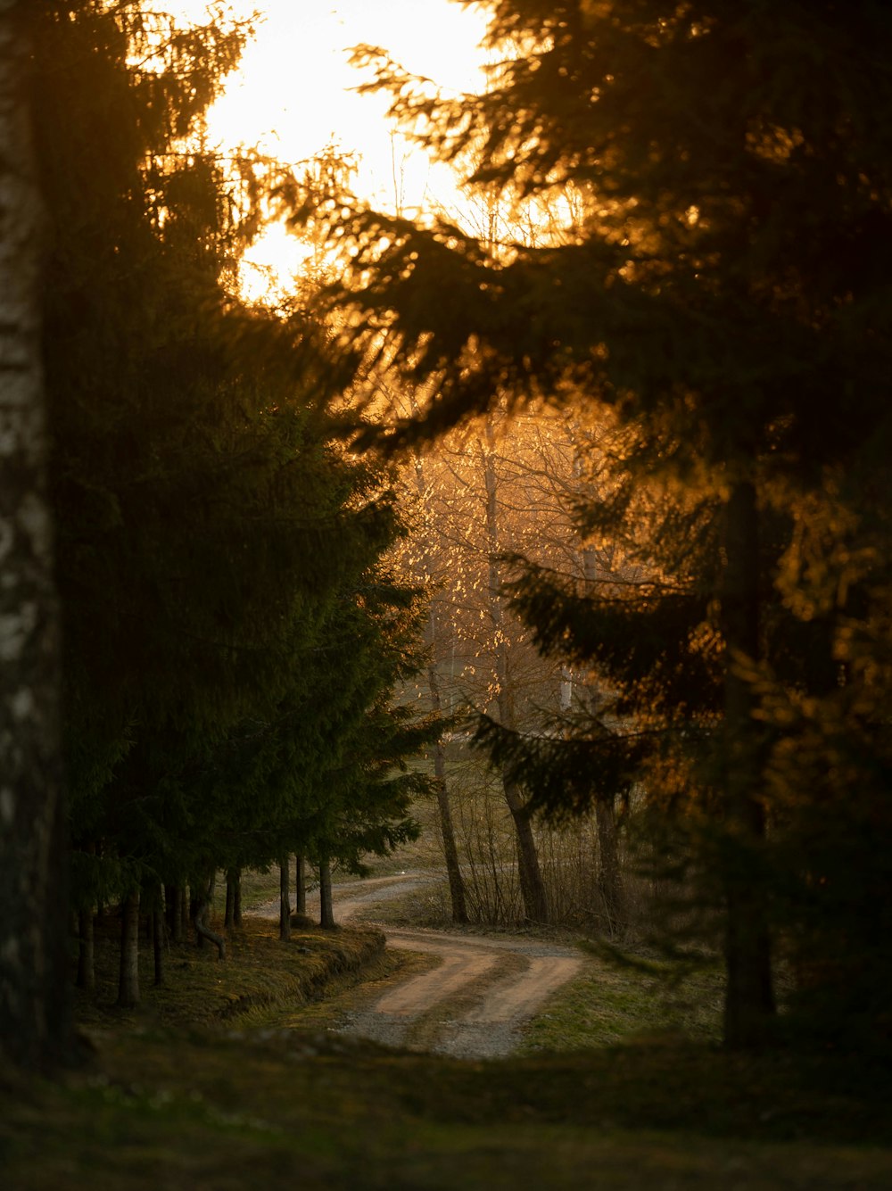 brown and green pine trees