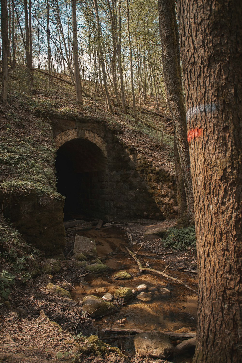 tunnel in the forest during day